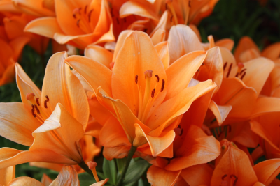 Lily Flame - Bold, bright, and full of energy, Lily Flame features striking orange lilies that radiate warmth and beauty. Paired with fresh seasonal foliage. As the lilies bloom, they reveal a
